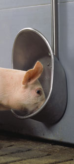 Billede af svin i drik-o-mat